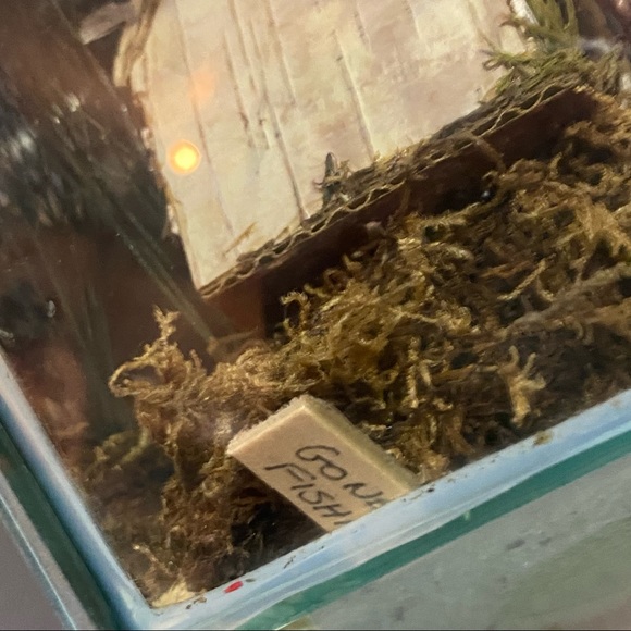 Glass Terrarium Cottage Decor - Picture 7 of 8